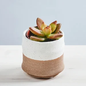 Sedum adolphii baby