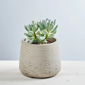 Kamień księżycowy (pachyphytum oviferum)