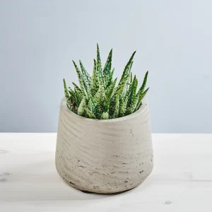 Aloes aristata tiki reef