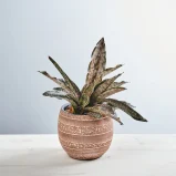Sansevieria kirkii 'Coppertone'