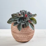 Peperomia santorini