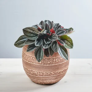 Peperomia santorini