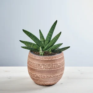 Sansevieria rookie fan