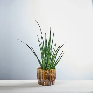 Sansevieria cylindrica digitorum