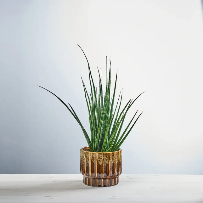 Sansevieria cylindrica digitorum