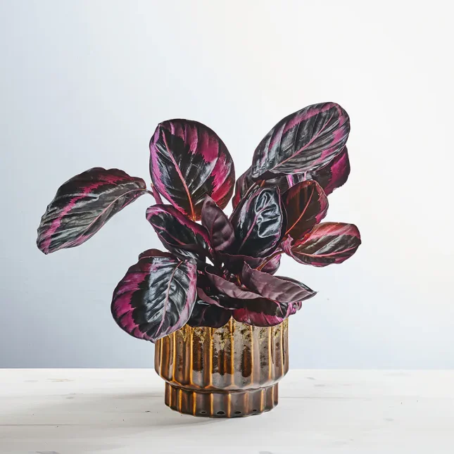Calathea roseopicta surprisestar