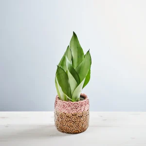 Sansevieria moonshine
