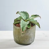 Sansevieria kirkii 'Silver Blue'