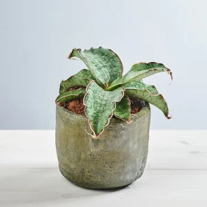 Sansevieria kirkii 'Silver Blue'