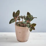 Storczyk ludisia discolor (jewel orchid)