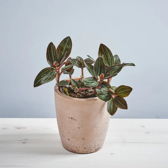 Storczyk ludisia discolor (jewel orchid)