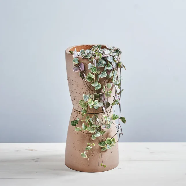 Ceropegia woodii variegata