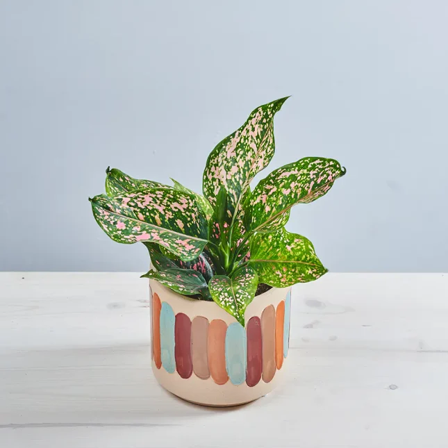 MS181k_0038_MS18 38 Aglaonema pink leopard