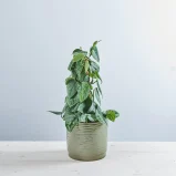 Scindapsus pictus silvery ann