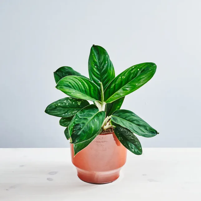 Aglaonema silver freckles