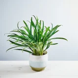 Aglaonema bitkiss