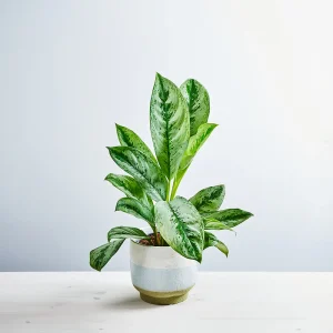 Aglaonema silver frost
