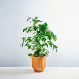 Fikus benjamina 'Danita'