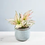 Aglaonema rosy
