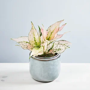 Aglaonema rosy