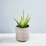 Sansevieria comet chrysanta