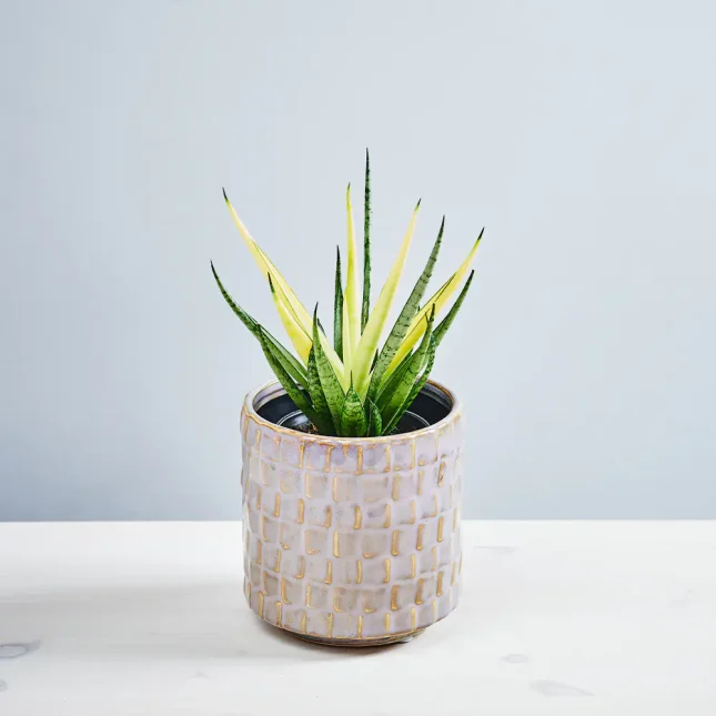 MS191k_0076_MS19 76 Sansevieria comet chrysanta