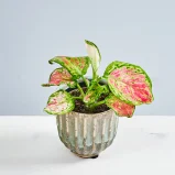Aglaonema pinky promise baby