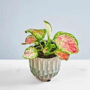 Aglaonema pinky promise baby