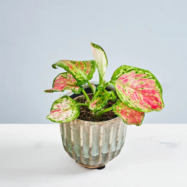 MS191k_0100_MS19 100 Aglaonema pinky promise baby